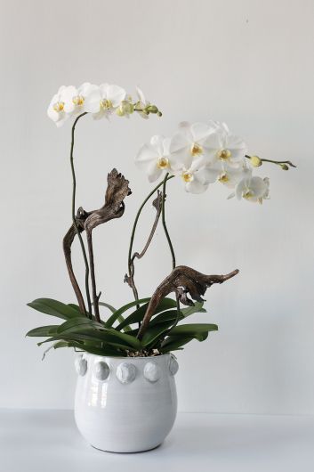 Fem Rosa Pot Collection