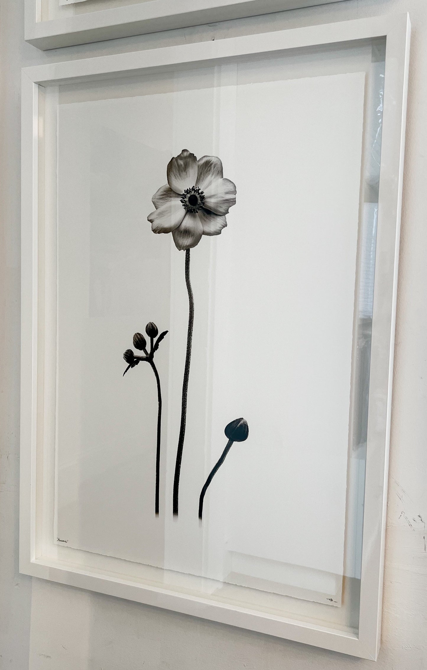 Anemone Art