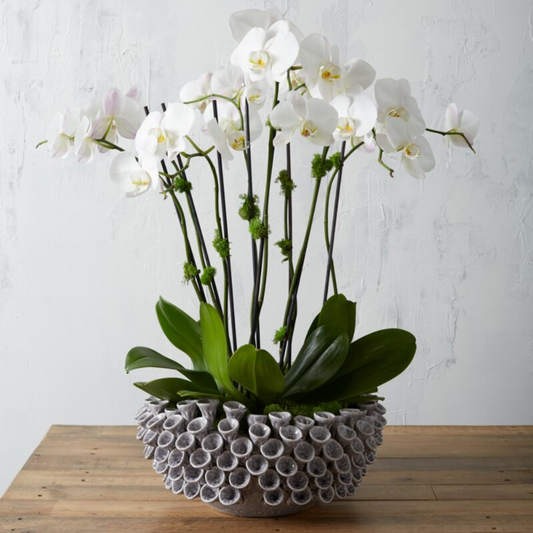 Iris Bowl