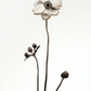 Anemone Art