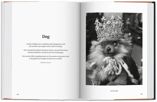 Dogs in Photography 1839 - Today